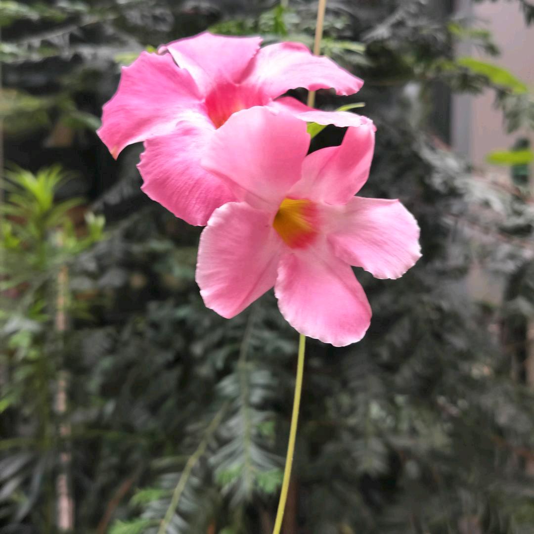 晚秋