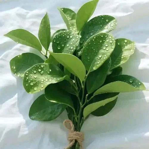 🍀好运加满⁺¹⁰⁰🌸