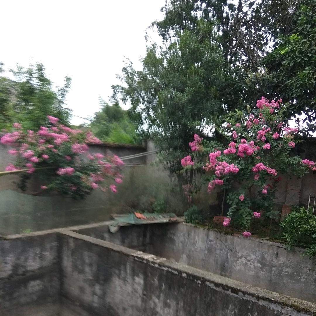 李子