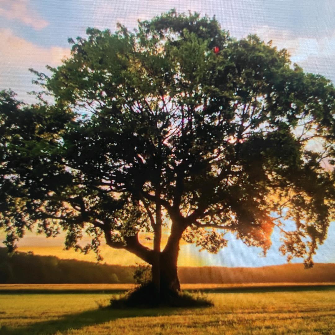 徐永东：绵竹人