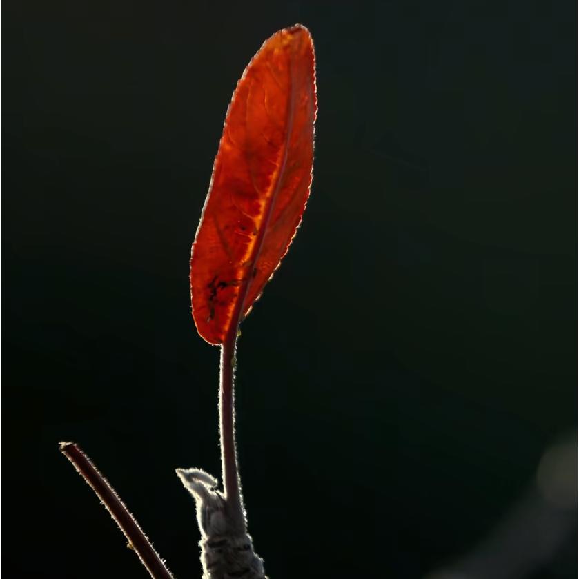 🍉滇禧隆福💰