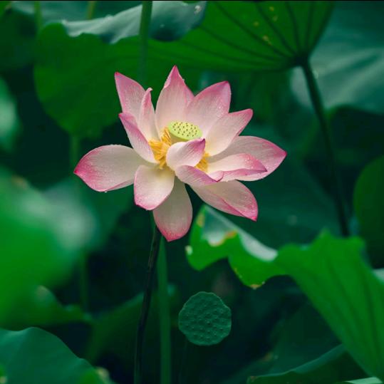 风雨中的劲草