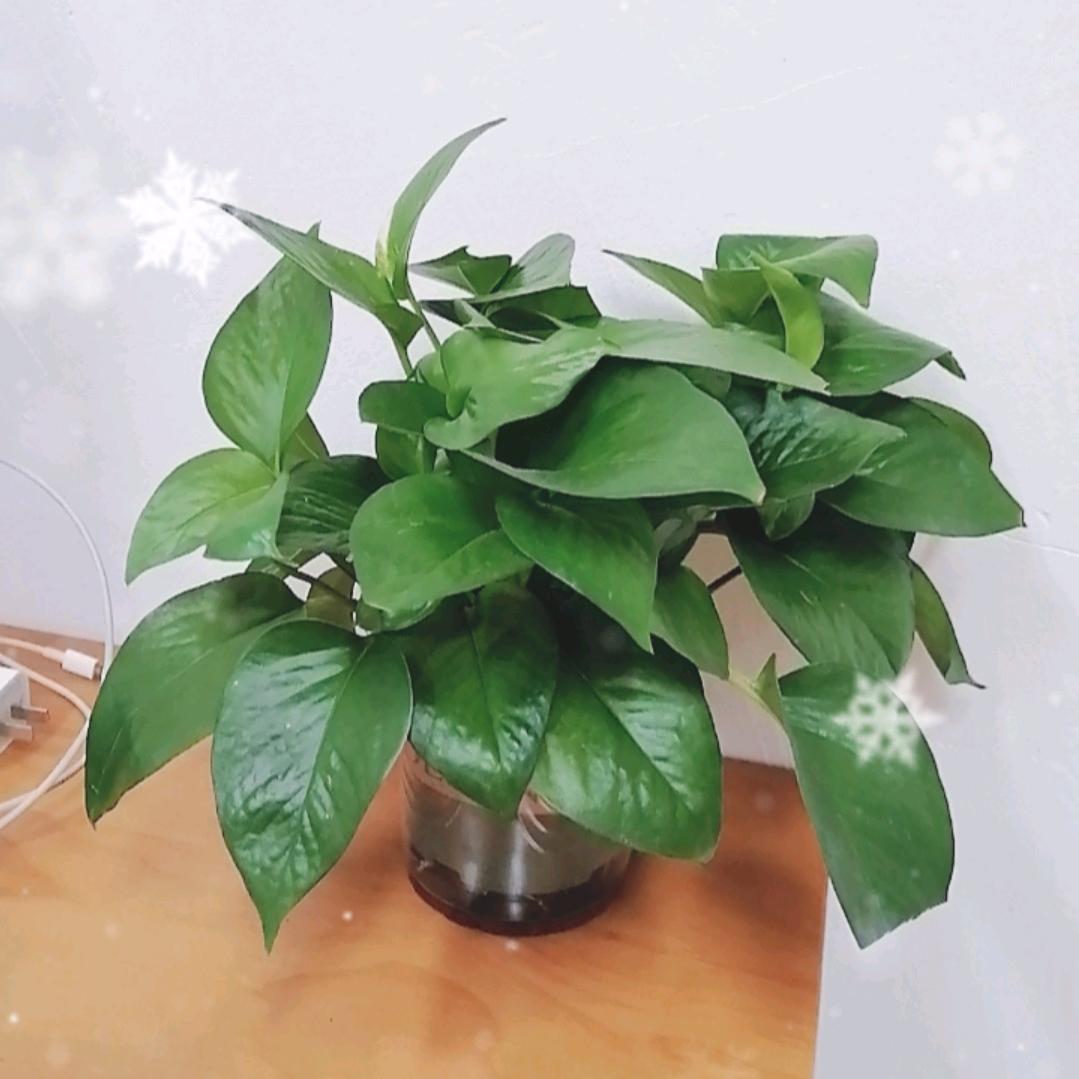 百衣百顺