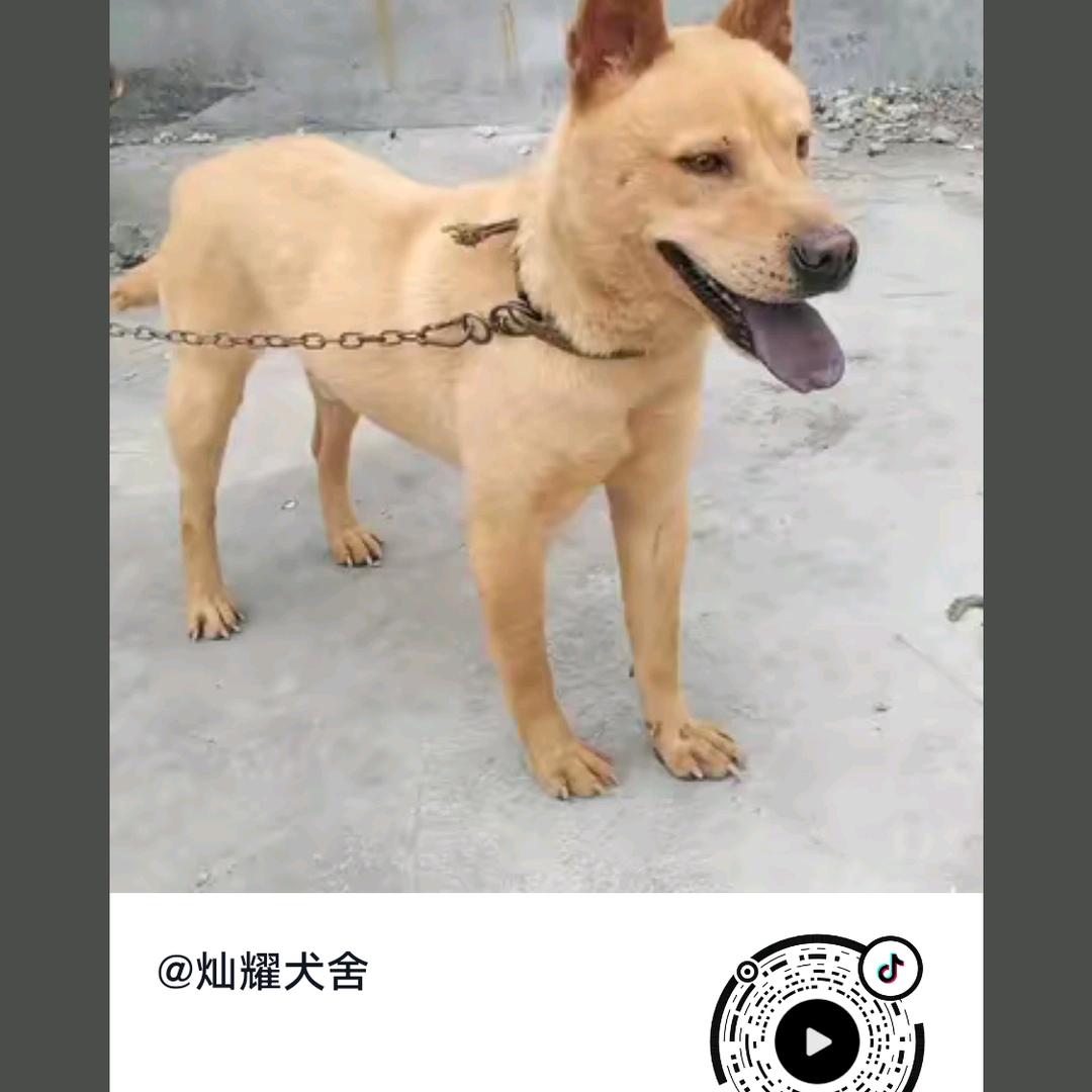 广西山地犬