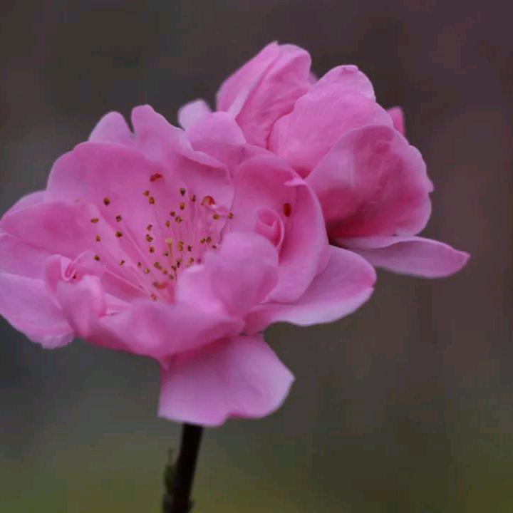 ～♬ 麻辣烫♥