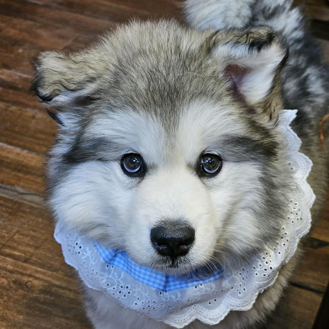 穗穗平安❤️超可爱