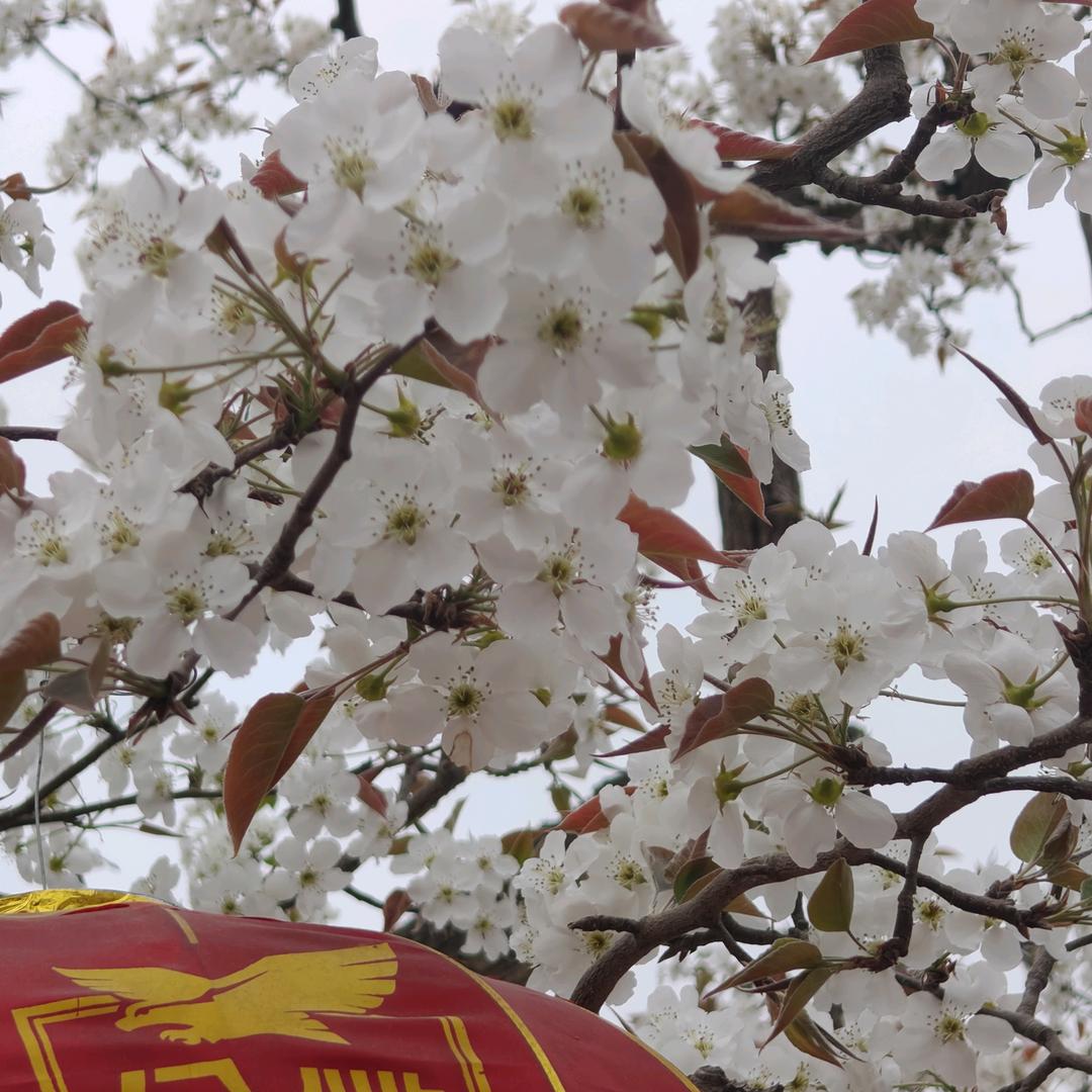 无名小花