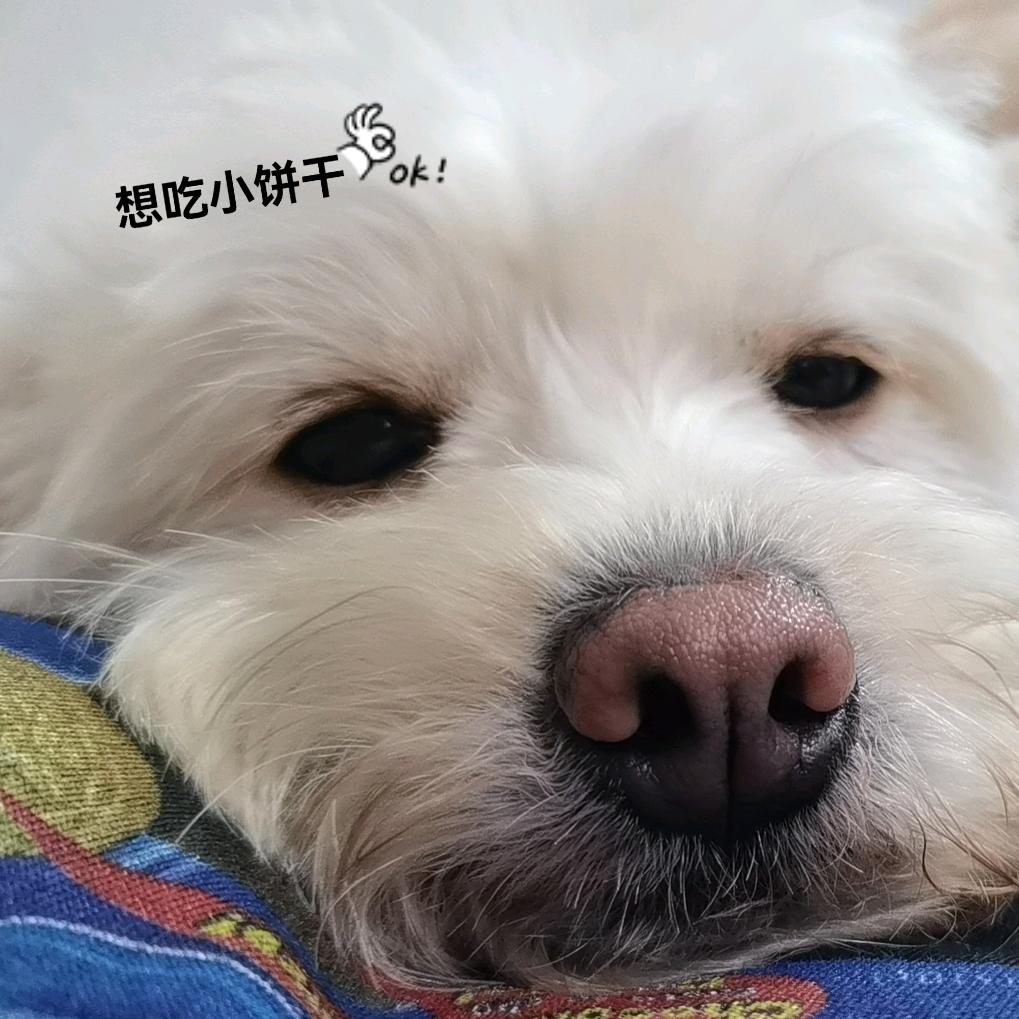 阿福是只狗