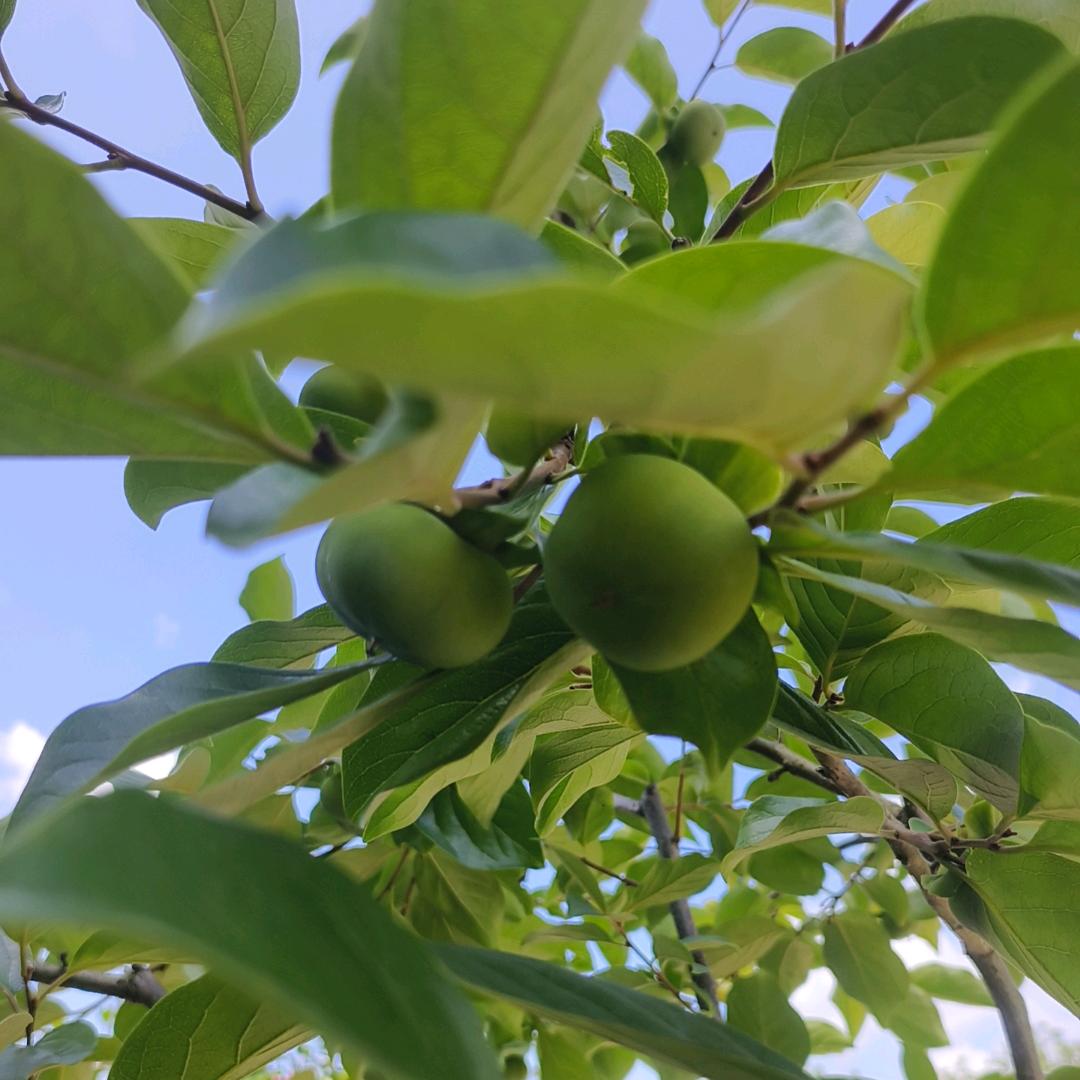 花漫九州