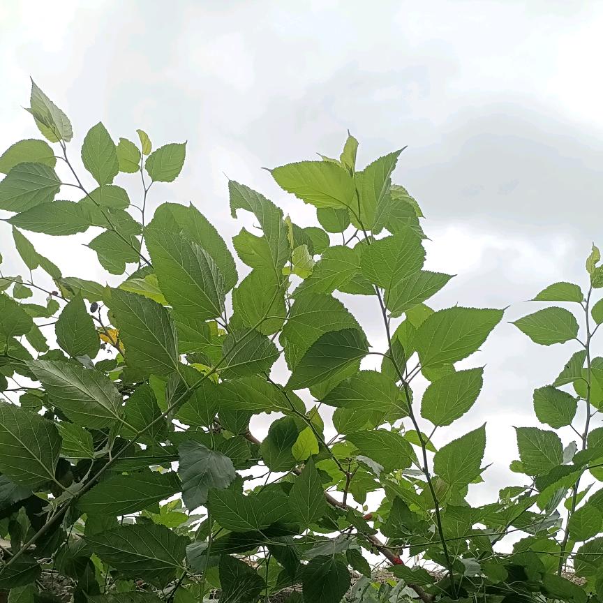 木偶哥