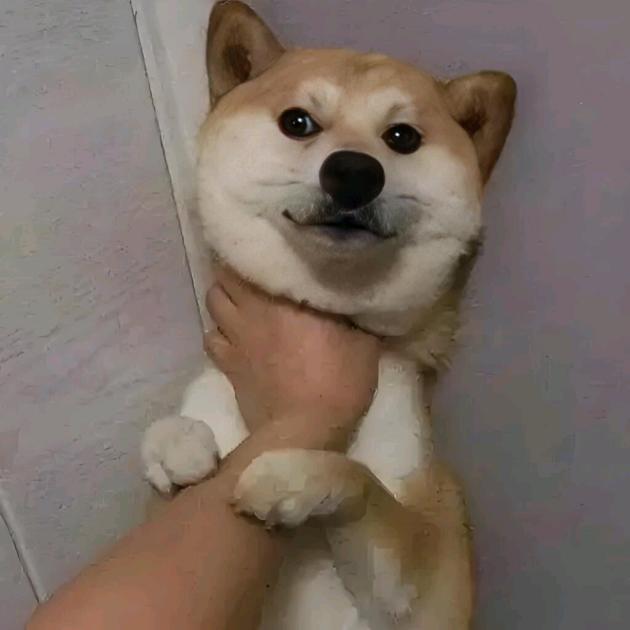 娲胖姐河南零食特产店