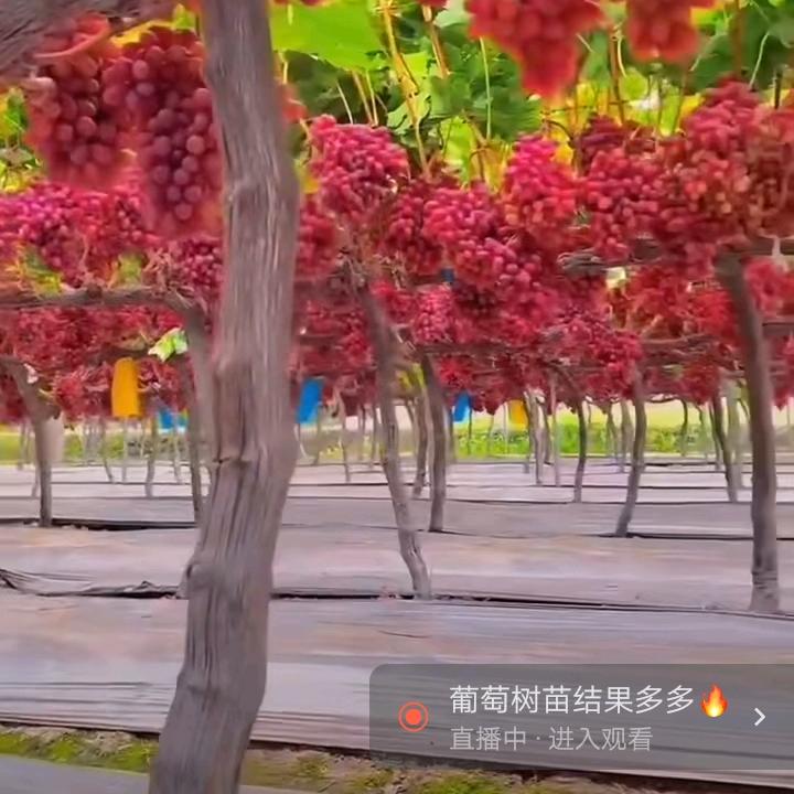 风华正茂，
