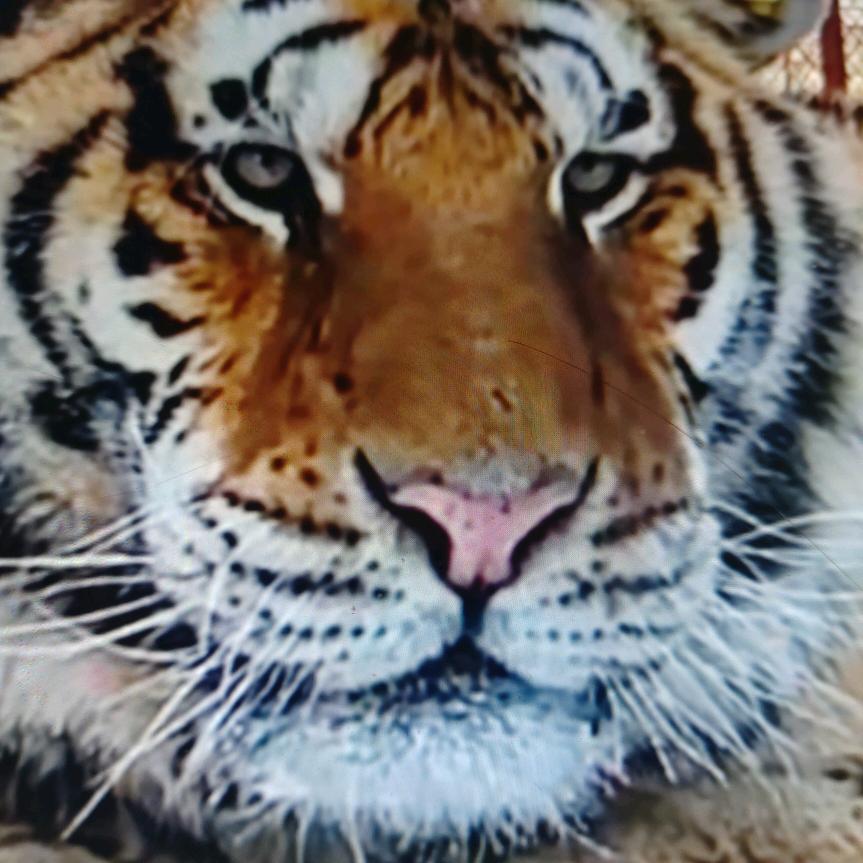 菩提树下的兔子🌿🍪