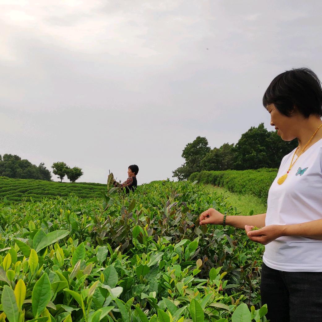 信阳茶姐