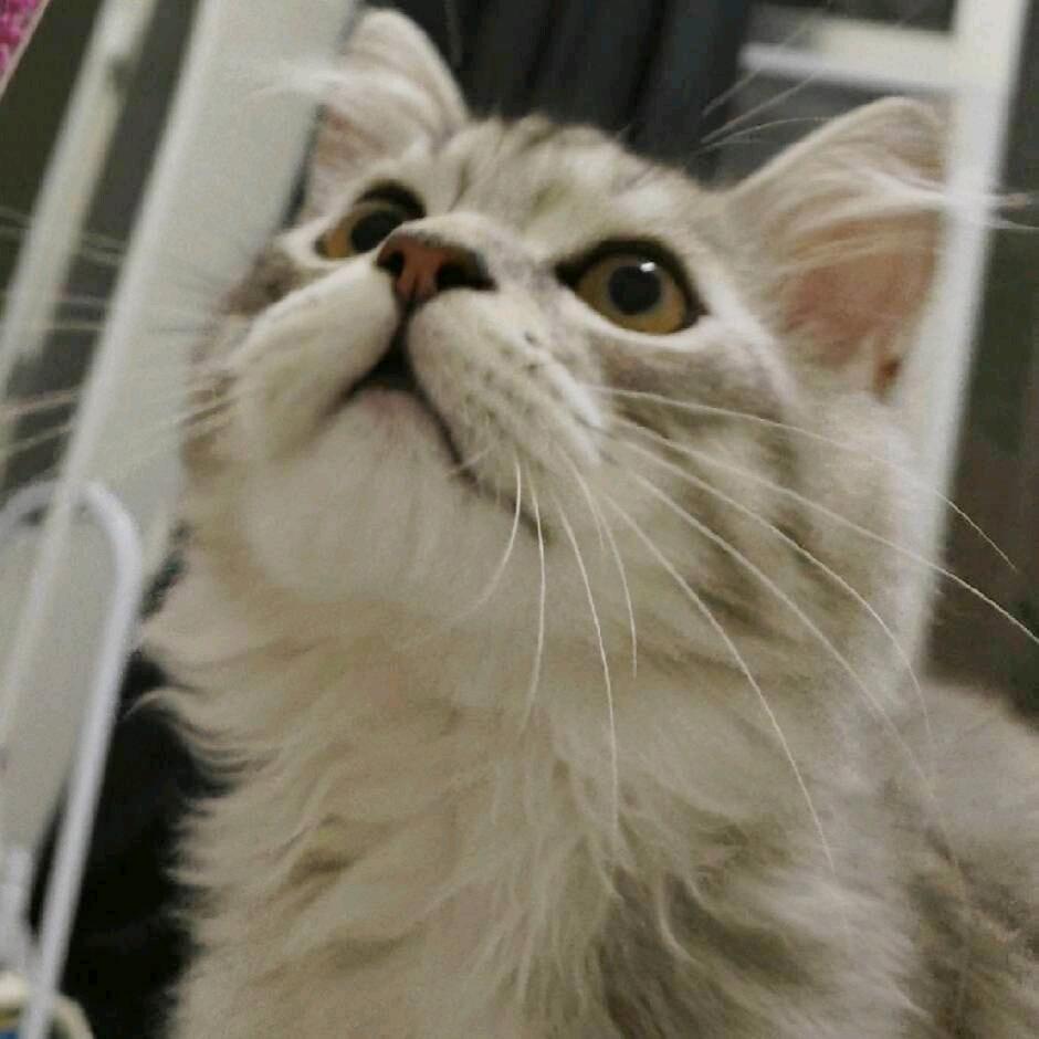 心如崽崽😘