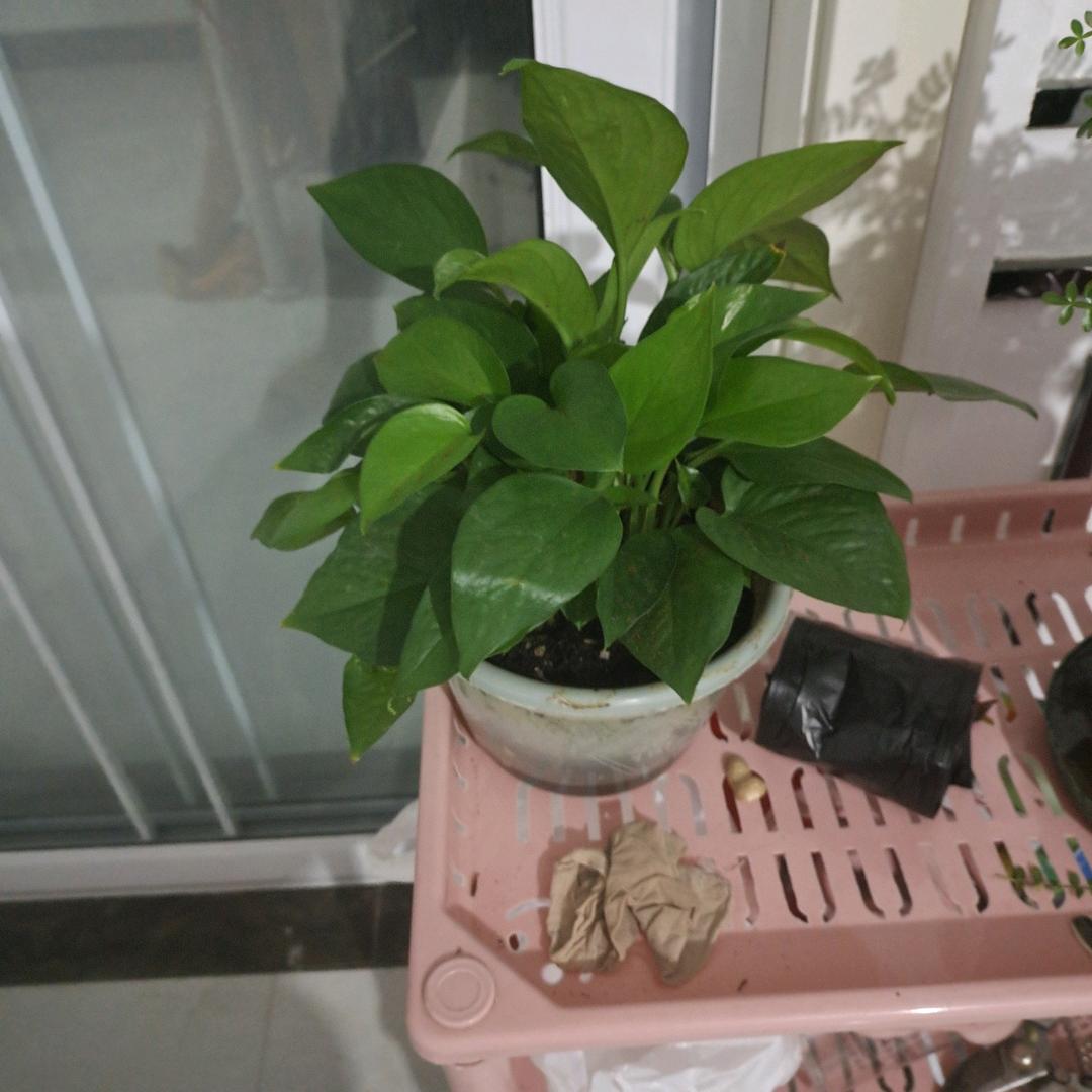 明新