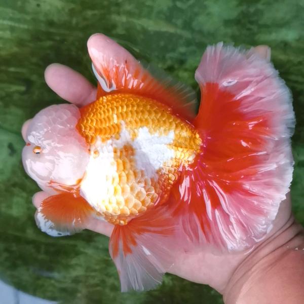 沈阳金鱼之家鱼场（批鱼🐠）