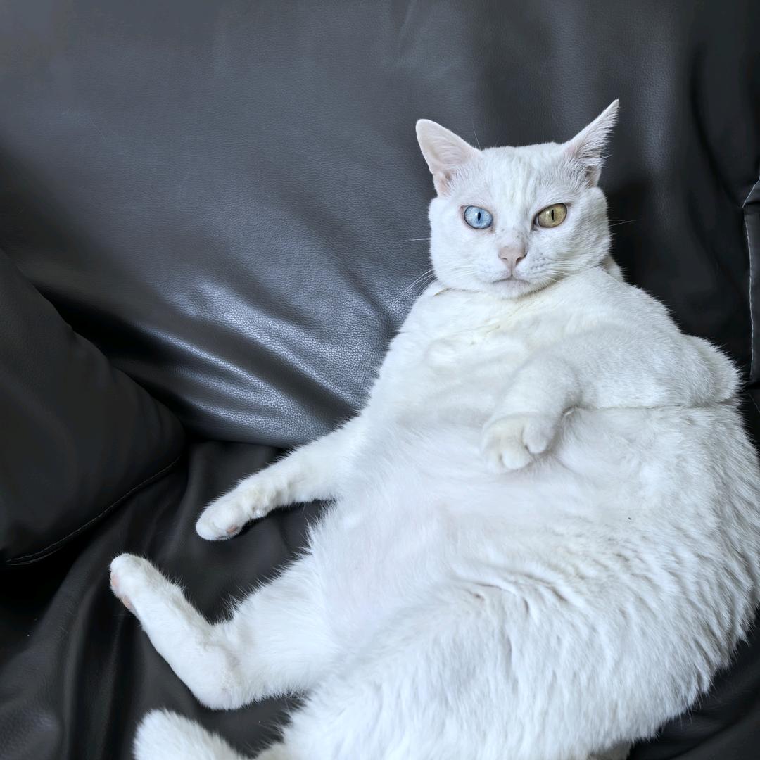 通缉犯编号51888（逃逸中，请勿报警