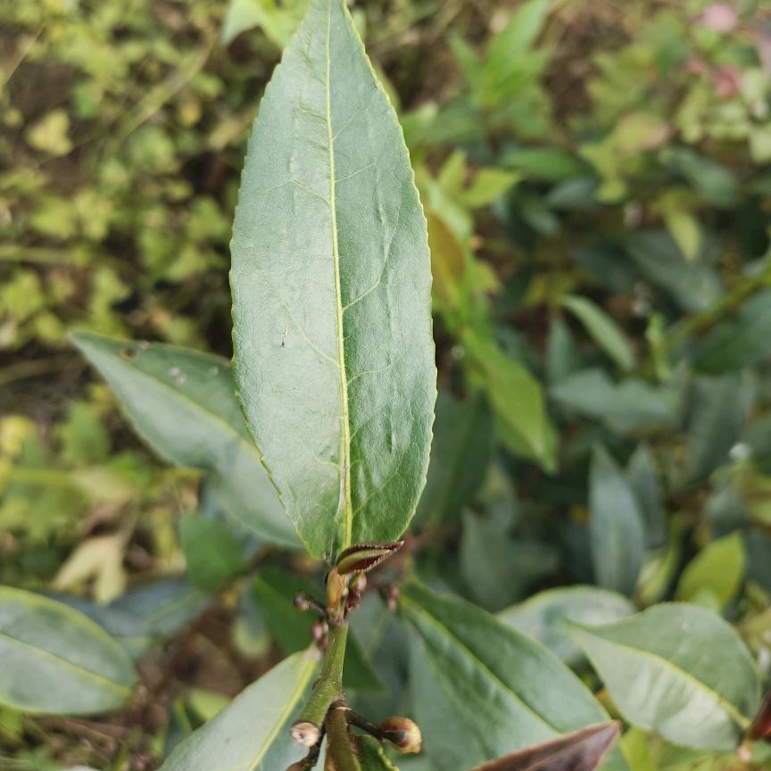 梧职六堡茶宣传队