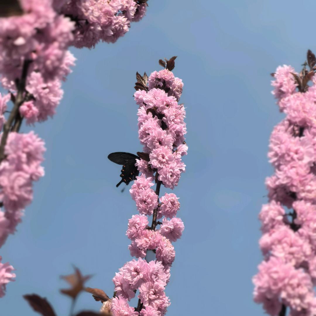 树欲静