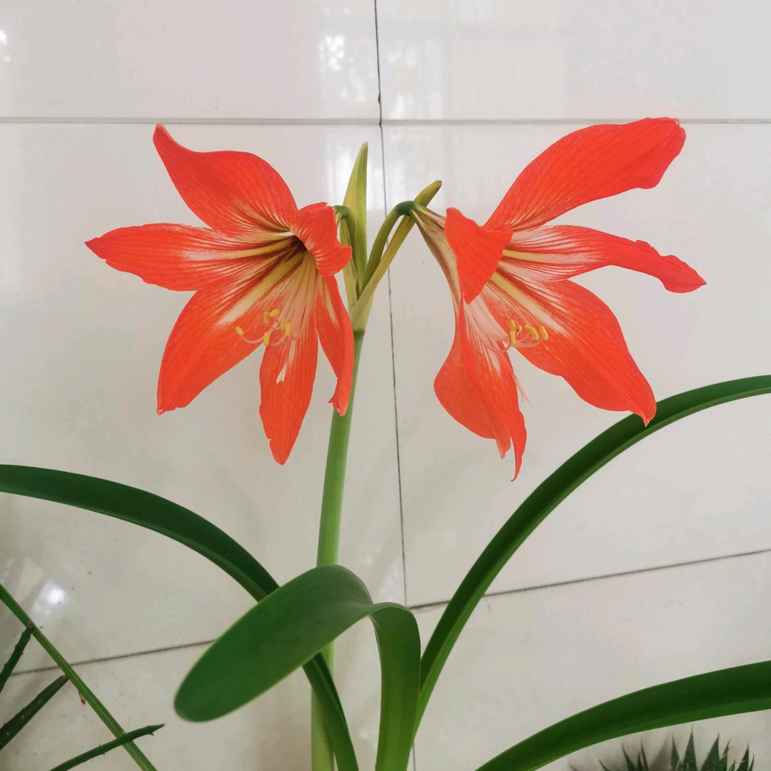 恣意飞扬
