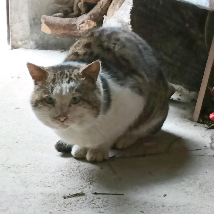小wa