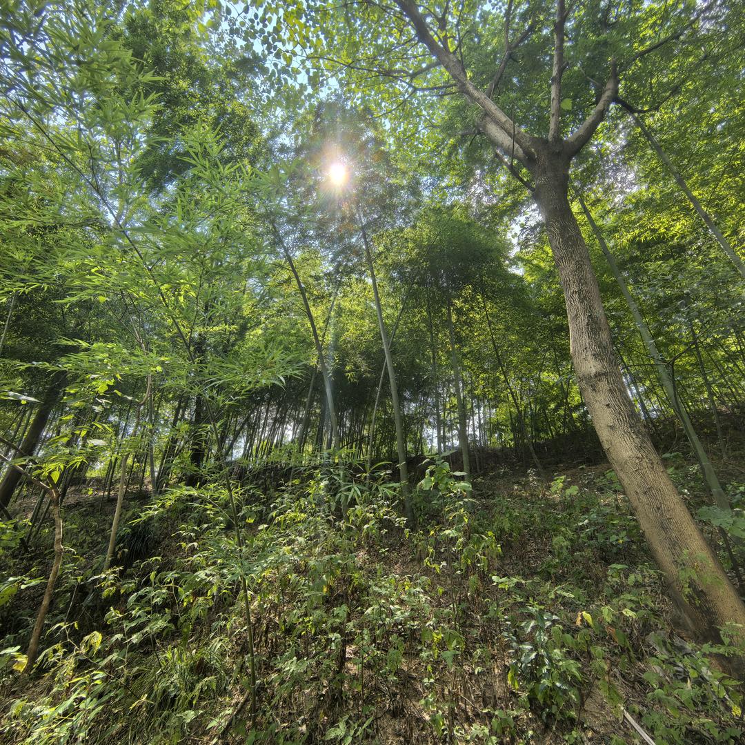 多多少少（无CD）