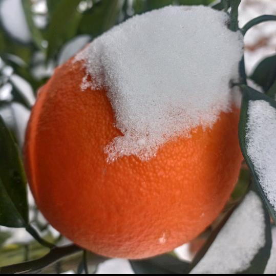 赣南(˵¯͒〰¯͒˵)橙娃