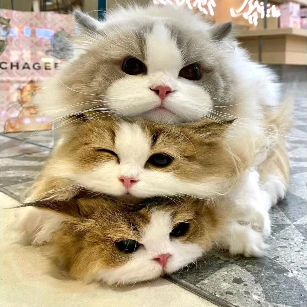 喵墩墩🍓米努特Cattery②号店