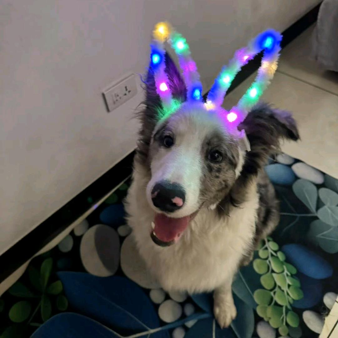 雪碧🐶🐱🐭🐹🐰🦊🐻🐼🐨