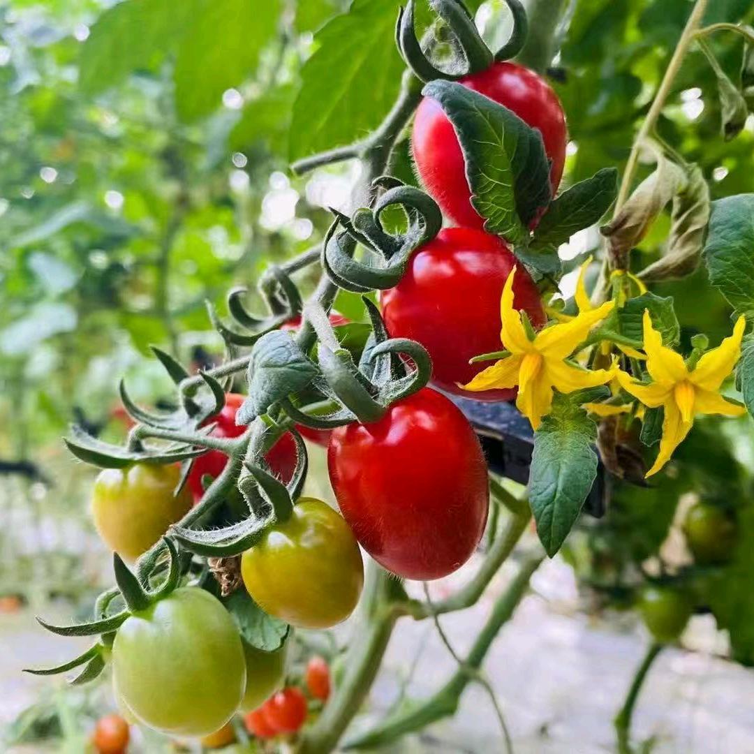 亿个W～平度市88小玲珑产地代办