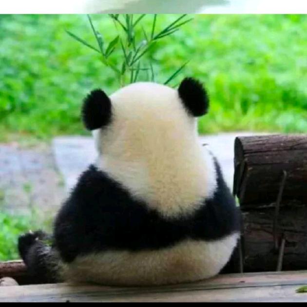 地摊校长老袁新媒体沙金