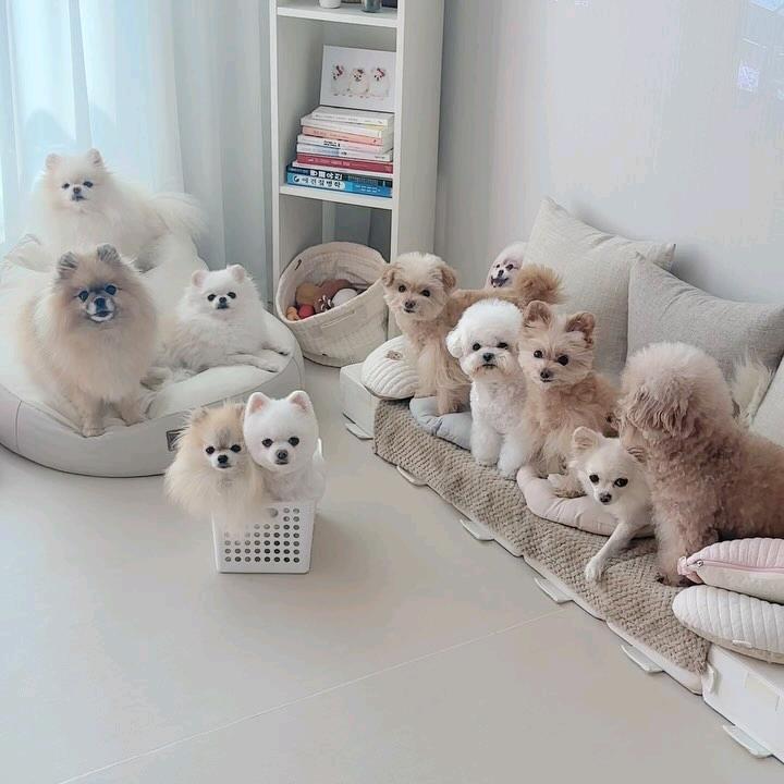 11只毛孩子的故事