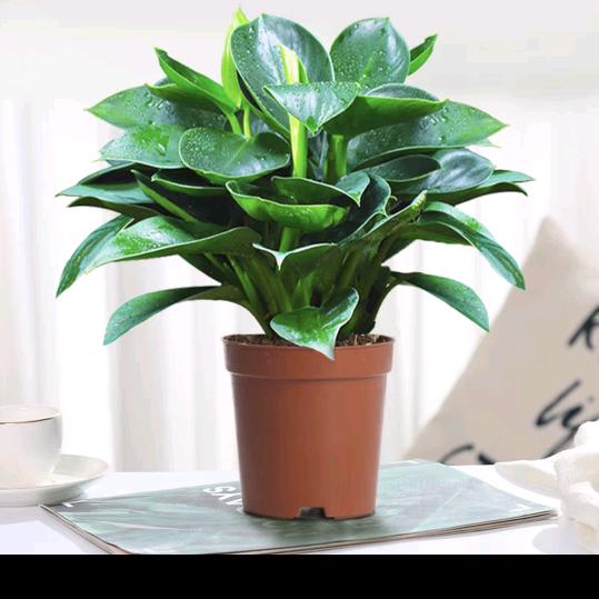 茶茶分享