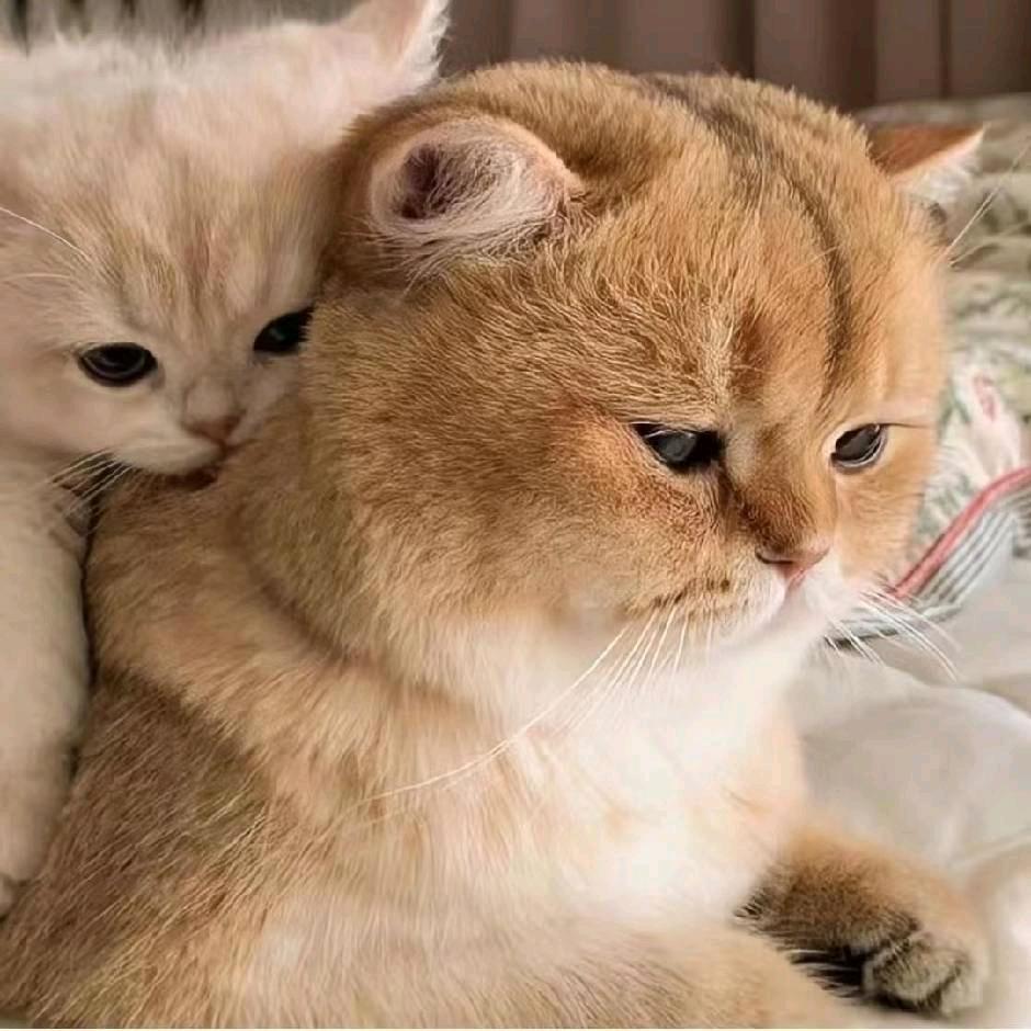属鼠洋