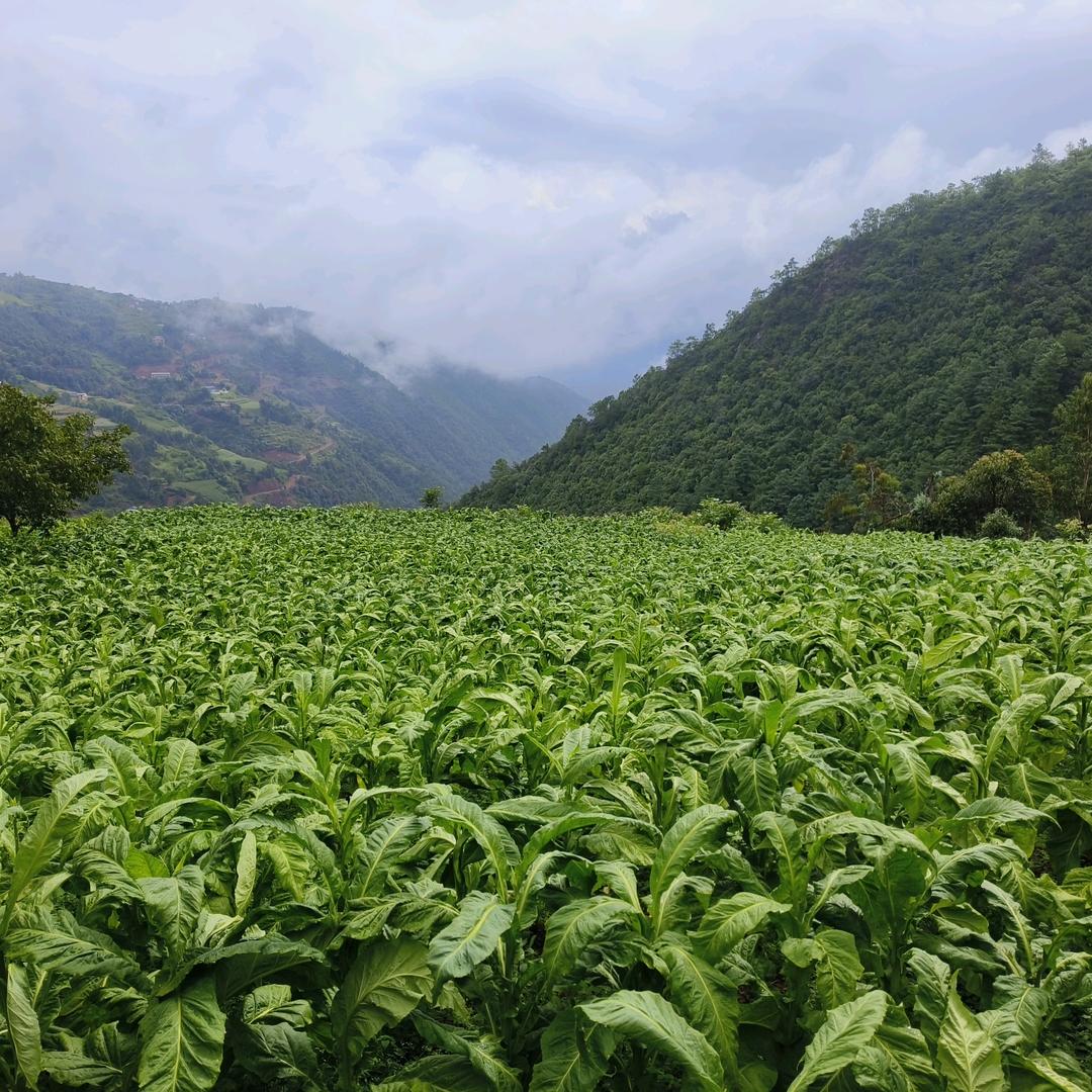 齐朵朵大红甲小杨