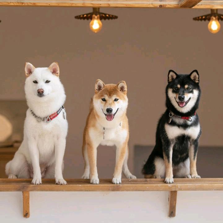 飞起来 嗷嗷叫