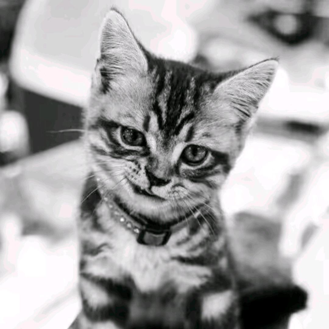 知我者，谓我心忧，不知我者，谓我何求。