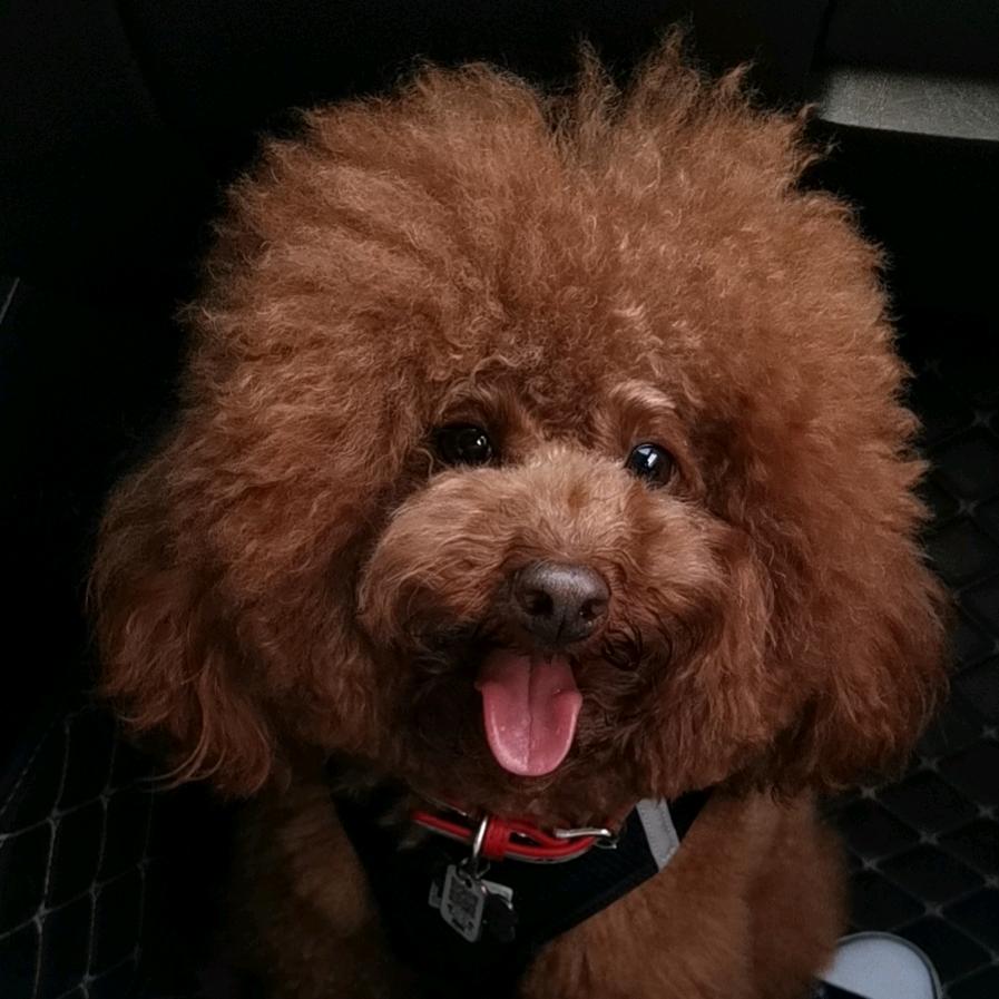 百威🐾