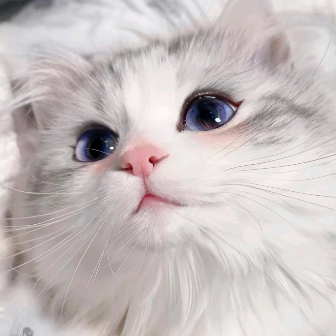 星河(｡•﹃•｡)