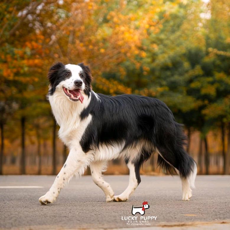 薯条只要番茄酱