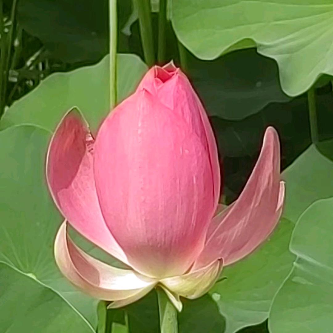 樊川老张