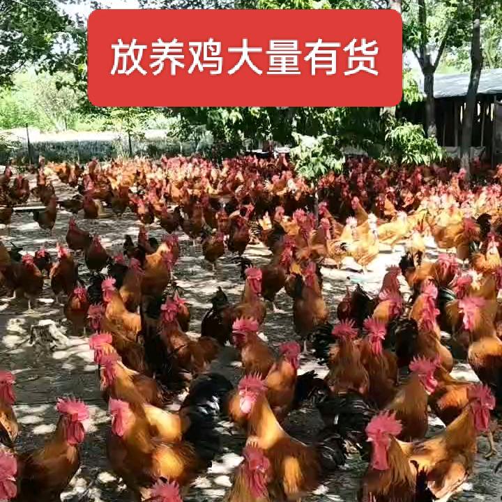 她乡不是家