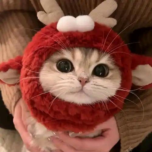 李可欣—索图切片