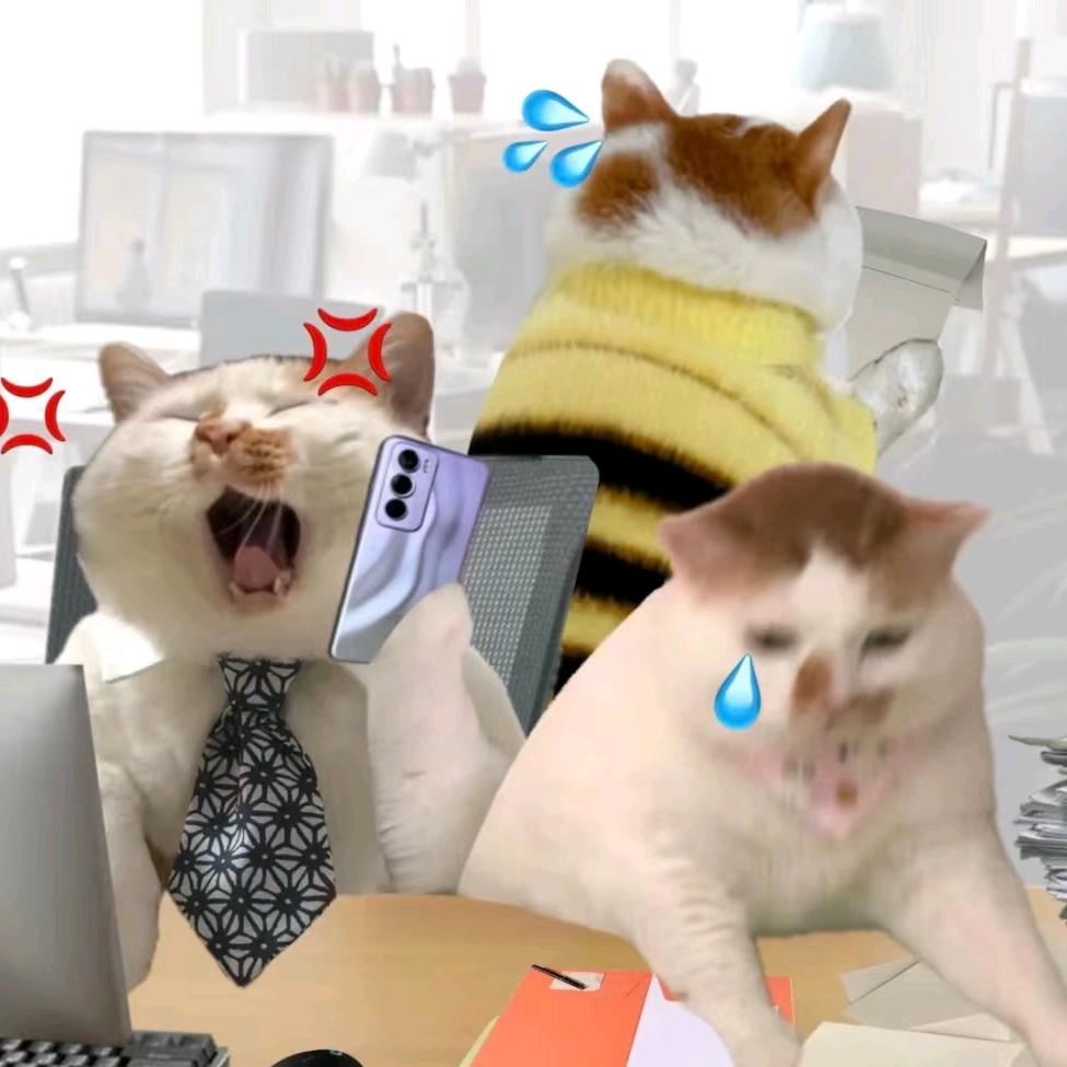 猫meme不洗车