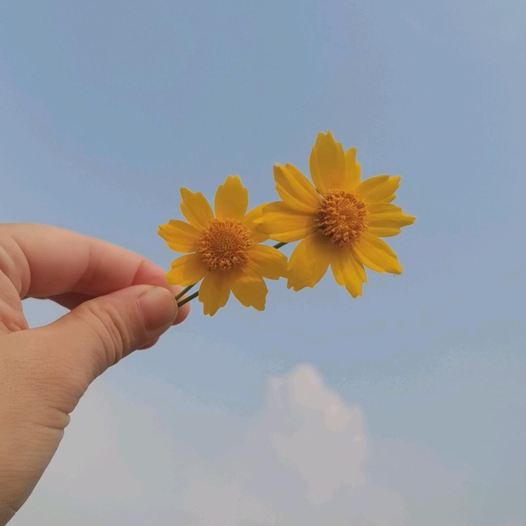樱为🈶你