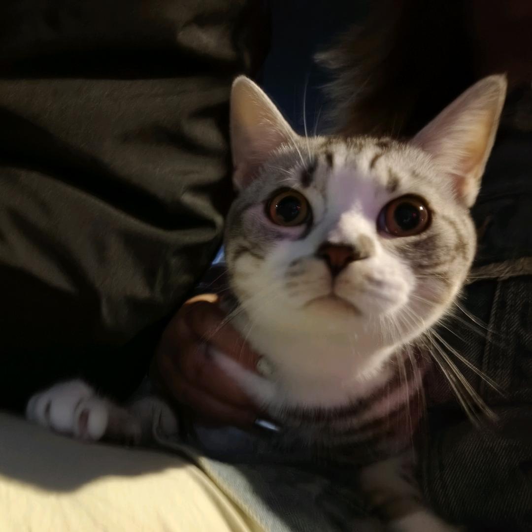 哈基米大王😺😼