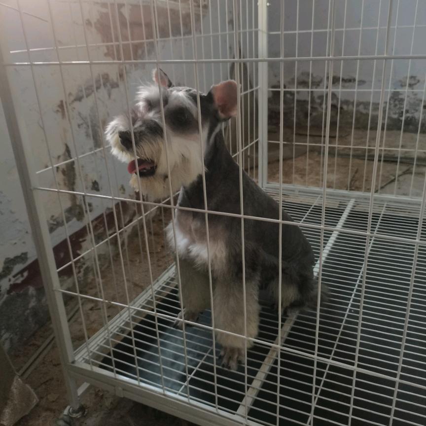 繁殖，比熊，雪纳瑞，