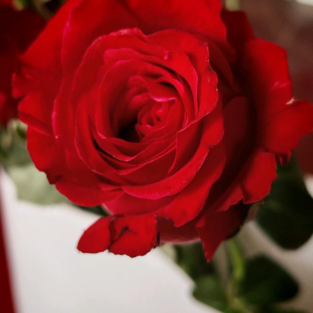 临朐云姐（正品芦荟胶）