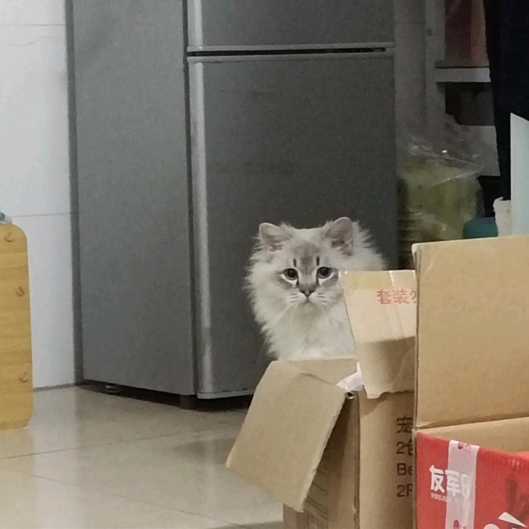 猫条子